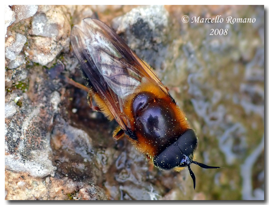 Callicera sp. (Syrphidae) dalle Madonie